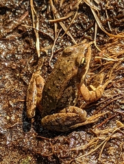 Rana cascadae