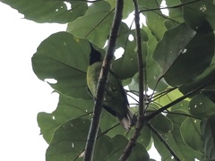 Chloropsis sonnerati