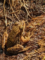 Rana cascadae
