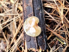 Scytinotus longinquus