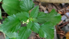 Nanocnide japonica