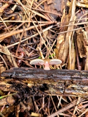 Scytinotus longinquus