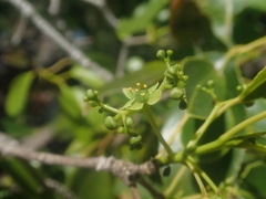 Brexiella