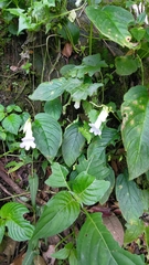 Henckelia anachoreta