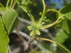 Brexiella