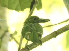 Psilopogon mystacophanos