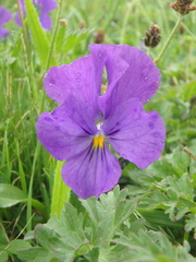 Viola oreades