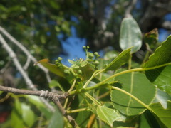 Brexiella