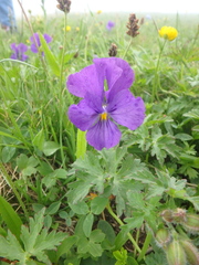 Viola oreades
