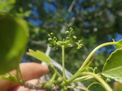 Brexiella
