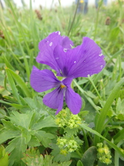 Viola oreades