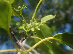 Brexiella