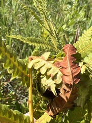 Olethreutes osmundana