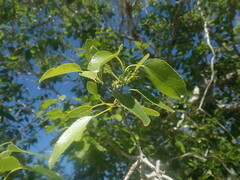 Brexiella