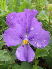 Viola oreades