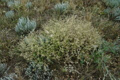 Nepeta parviflora