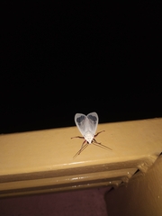 Amerila eugenia
