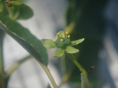 Brexiella