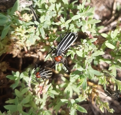 Epicauta erythrocephala