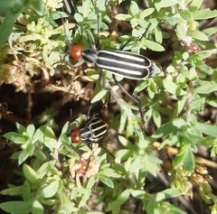 Epicauta erythrocephala