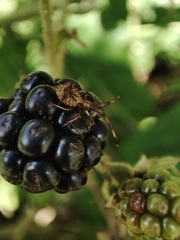 Coreus marginatus