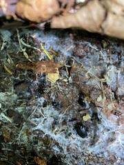 Sphaeroderus stenostomus