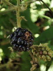 Coreus marginatus