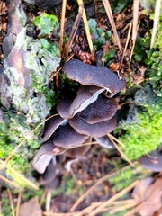 Pseudohydnum orbiculare