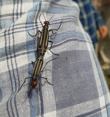 Epicauta erythrocephala