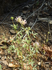 Trifolium obtusiflorum