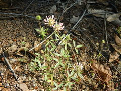 Trifolium obtusiflorum