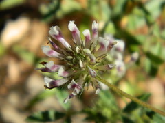 Trifolium obtusiflorum