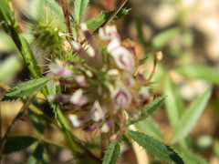 Trifolium obtusiflorum