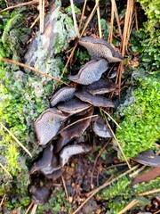 Pseudohydnum orbiculare