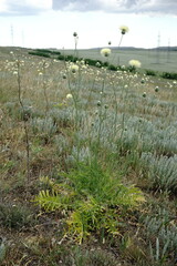 Rhaponticoides taliewii