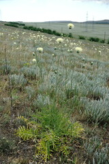 Rhaponticoides taliewii