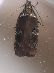 Agonopterix lythrella