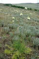 Rhaponticoides taliewii