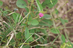 Desmodiastrum belgaumense