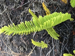 Polypodium pellucidum vulcanicum