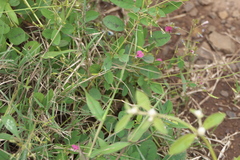 Desmodiastrum belgaumense