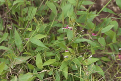 Desmodiastrum belgaumense