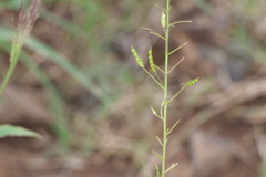 Desmodiastrum belgaumense