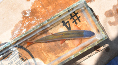 Lythrurus umbratilis