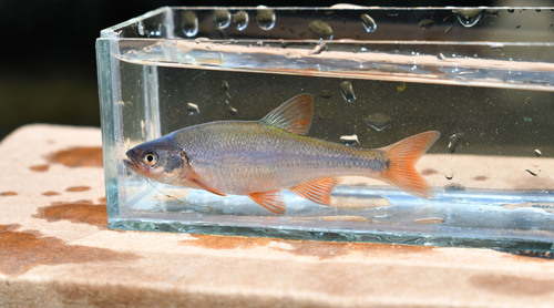 Redfin Shiner