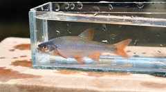 Lythrurus umbratilis