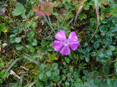 Dianthus glacialis