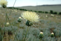 Rhaponticoides taliewii