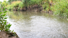 Lythrurus umbratilis