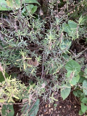 Conradina verticillata